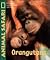 Orangutans (Animal Safari)