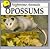 Opossums (Nighttime Animals)