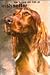 How to Raise and Train an Irish Setter