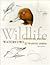Wildlife Painting Basics Waterfowl & Wading Birds by Rod Lawrence