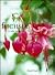 Fuchsia (A Care Manual)
