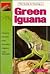 The Guide to Owning a Green Iguana