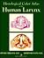 Histological Color Atlas of the Human Larynx