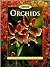 Orchids (Sunset)