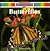 Butterflies (Animal World)