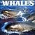 Whales