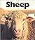 Sheep (Naturebooks)