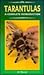 Tarantulas: A Complete Introduction