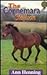 The Connemara Stallion