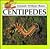 Centipedes (Animals Without Bones Discovery Library)