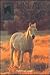 Dream Pony (Sandy Lane Stables, #5) by Susannah Leigh