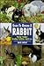 Guide to Owning a Rabbit by Anne Lindsay