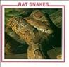 Rat Snakes by Sherie Bargar