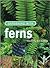 Gardening With Ferns