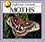 Moths (Nighttime Animals)