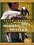 Faith Lessons on the Life and Ministry of the Messiah (Church Vol. 3) Leader's Guide