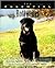 The Essential Rottweiler (The Essential Guides)