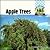 Apple Trees