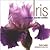 Iris: The Classic Bearded Varieties
