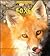 Foxes and Their Homes