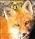 Foxes and Their Homes by Deborah Chase Gibson