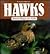 Hawk Magic for Kids