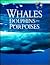 Whales, Dolphins & Porpoises