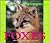 Foxes (Wild Canines of North America)