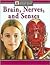 Brain, Nerves and Senses (Understandig The Human Body)