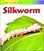 Life Cycle of a Silkworm