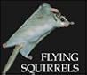 Flying Squirrels