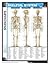 Skeletal System (SparkCharts)