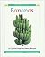 Bananas (Wonder Books Level...