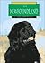 Newfoundland (Learning About Dogs)