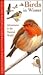 Birds in Winter (Collins Watch Guide)