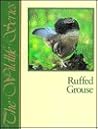 Ruffed Grouse