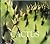 Cactus (Naturebooks)