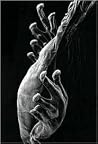 Claudia Fahrenkemper: Photomicrographs Claudia Fahrenkemper: Photomicrographs