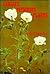 Hawaii's Poisonous Plants by Roger Baldwin