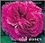 Old Roses
