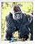 Gorillas (Zoobooks Series)