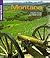 Montana (America the Beautiful Second Series)