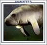 Manatees
