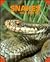 Snakes As a New Pet