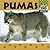 Pumas (Wild Cats)