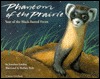Phantom of the Prairie: Year of the Black-Footed Ferret (Hardcover)