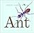 Ant
