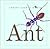 Ant