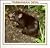 Tasmanian Devil (Australian Animal Discovery Library)