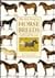 The New Guide to Horse Bree...